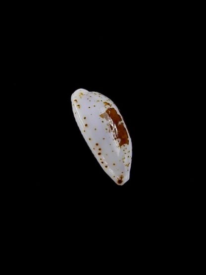Cypraea goodalli 13,5 mm Gem-8964