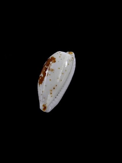 Cypraea goodalli 13,5 mm Gem-8968