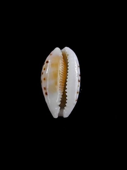 Cypraea taitae 13,7 mm Gem-8981