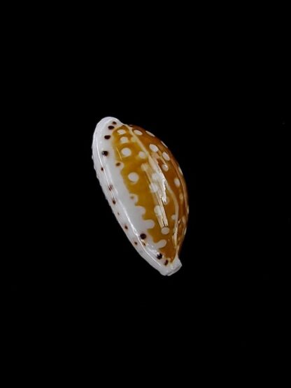 Cypraea taitae 13,7 mm Gem-8980