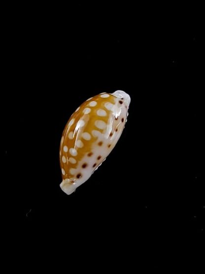 Cypraea taitae 13,7 mm Gem-8979