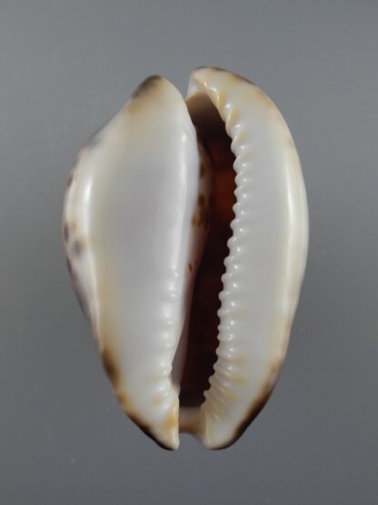 Zoila venusta episema f. sorrentensis Gem 62,3 mm-9034
