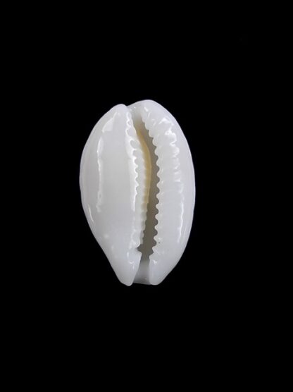 Cypraea cribraria melwardi Gem 17,9 mm-9218