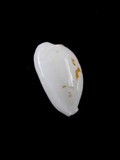 Cypraea cribraria melwardi Gem 17,9 mm-9220