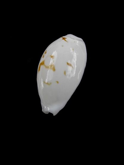 Cypraea cribraria melwardi Gem 17,9 mm-9219