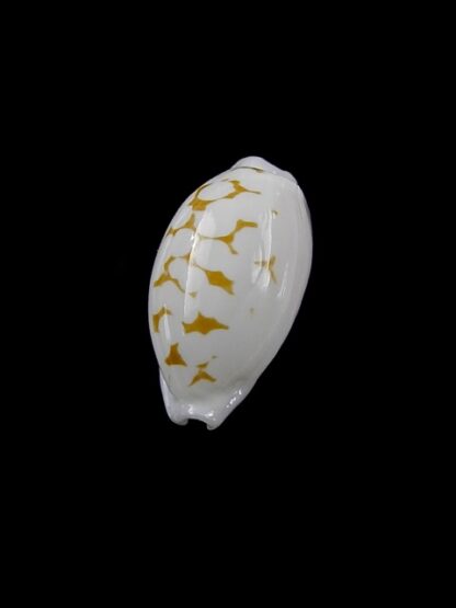 Cypraea cribraria melwardi Gem 17,9 mm-9227