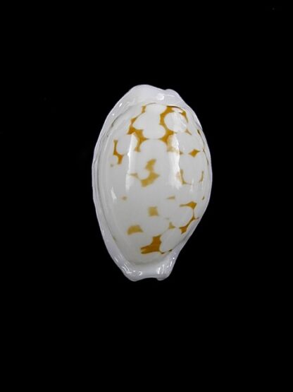 Cypraea cribraria melwardi Gem 17,4 mm-9197