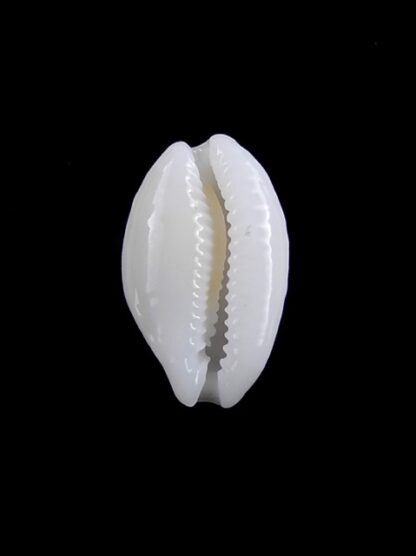 Cypraea cribraria melwardi Gem 17,4 mm-9199