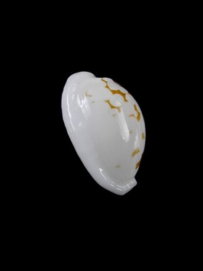 Cypraea cribraria melwardi Gem 17,4 mm-9198