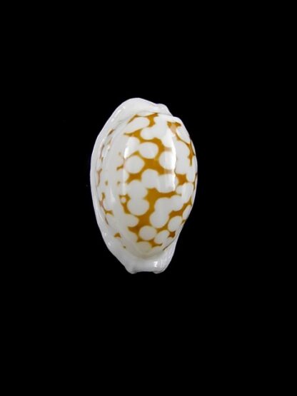 Cypraea cribraria melwardi Gem 17,5 mm-9207