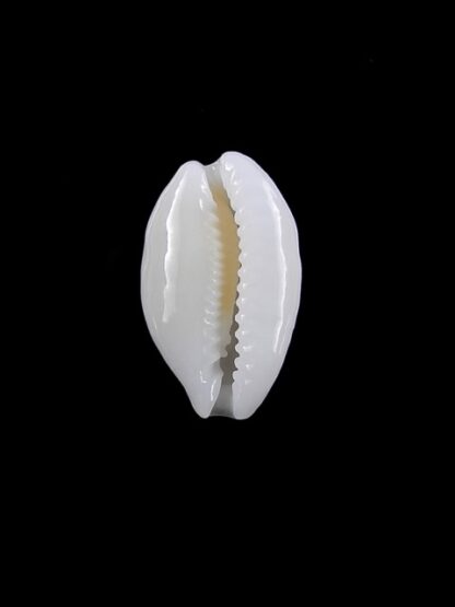 Cypraea cribraria melwardi Gem 17 mm-9180