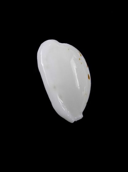 Cypraea cribraria melwardi Gem 18,6 mm-9238