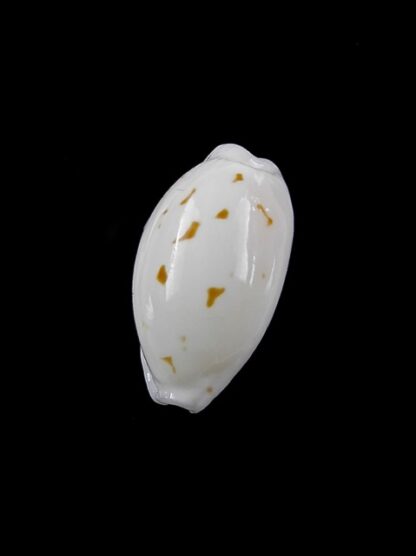 Cypraea cribraria melwardi Gem 18,6 mm-9239