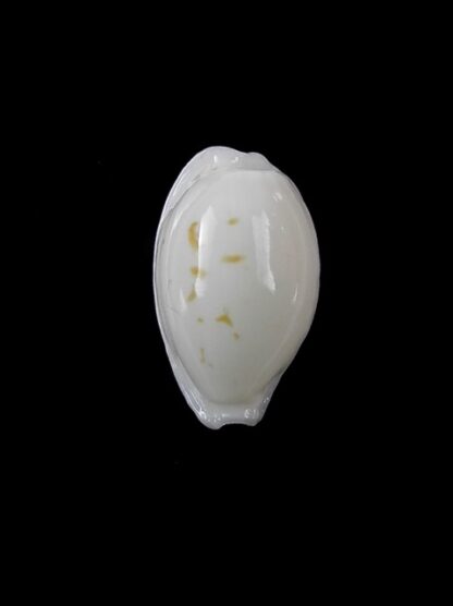 Cypraea cribraria melwardi Gem 17,3 mm-9188