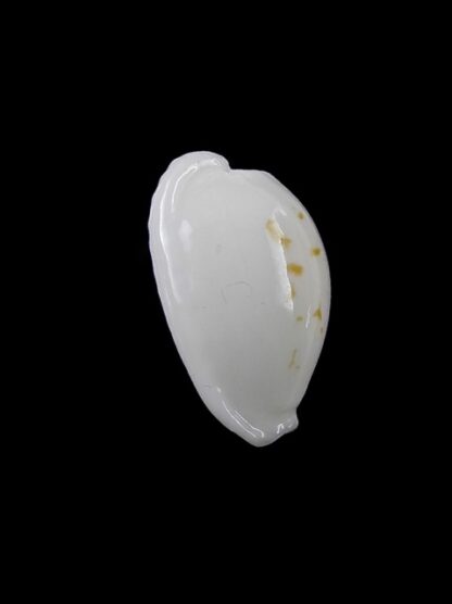 Cypraea cribraria melwardi Gem 17,3 mm-9186