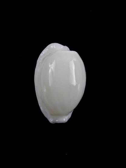 Cypraea cribraria melwardi Gem 18,4 mm-9276