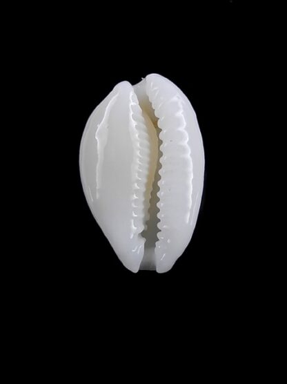 Cypraea cribraria melwardi Gem 18,4 mm-9279