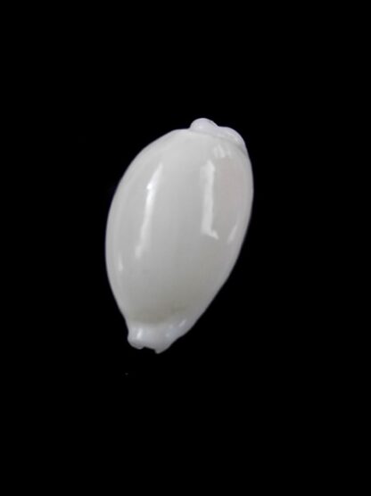 Cypraea cribraria melwardi Gem 18,4 mm-9278