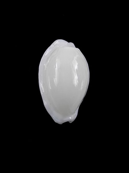 Cypraea cribraria melwardi Gem 17,2 mm-9250