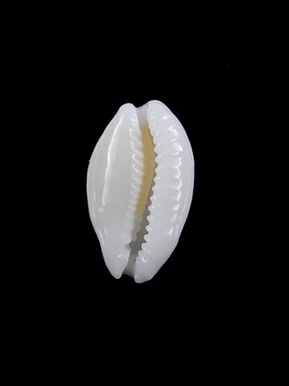 Cypraea cribraria melwardi Gem 17,2 mm-9246