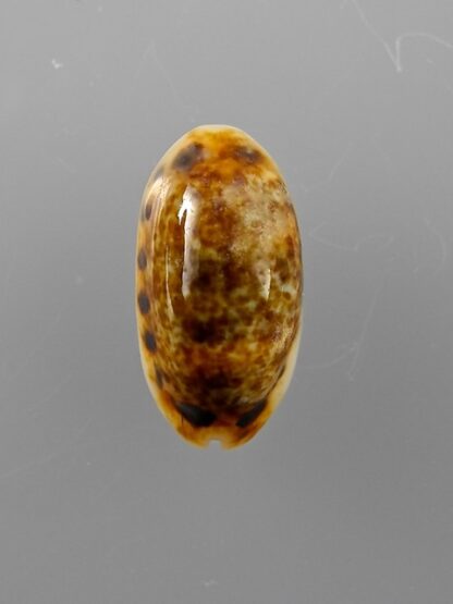 Cypraea listeri melvilli 20,3 mm Gem-9169