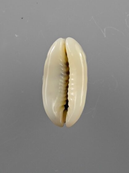 Cypraea listeri melvilli 20,3 mm Gem-9170