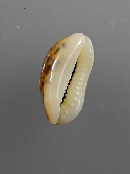 Cypraea listeri melvilli 20,3 mm Gem-9171