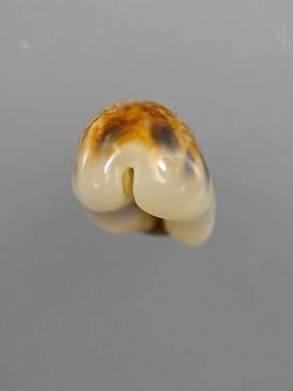 Cypraea listeri melvilli 20,3 mm Gem-9168