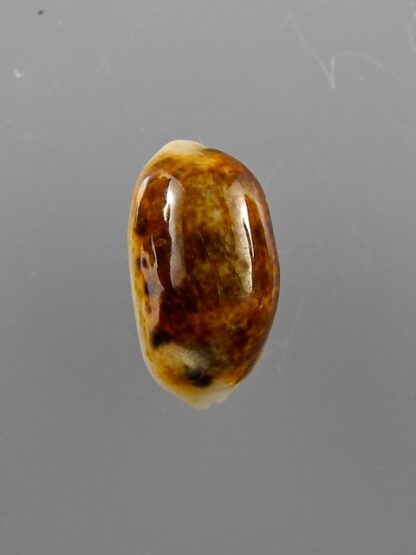 Cypraea listeri melvilli 18 mm Gem-9137