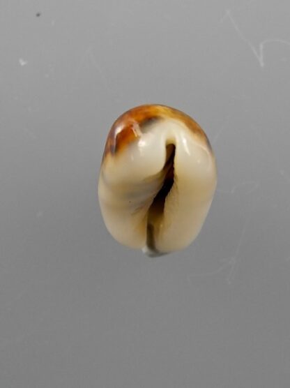 Cypraea listeri melvilli 18 mm Gem-9141