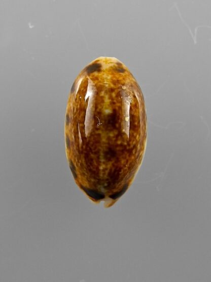 Melicerona listeri melvilli N&R 19.5 mm Gem-9155