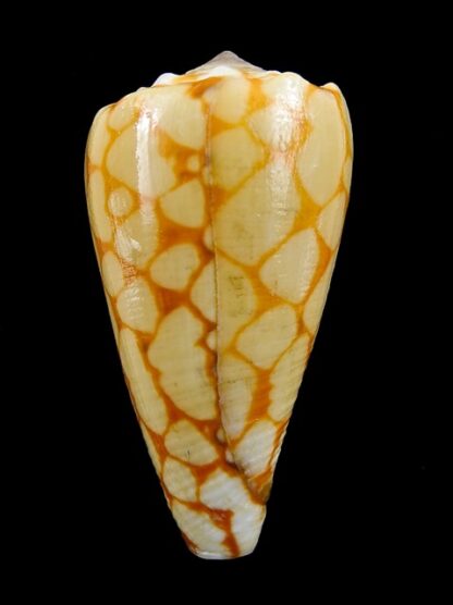 Conus marmoreus f. orange 42,6 mm F+++ W/ Perio-0
