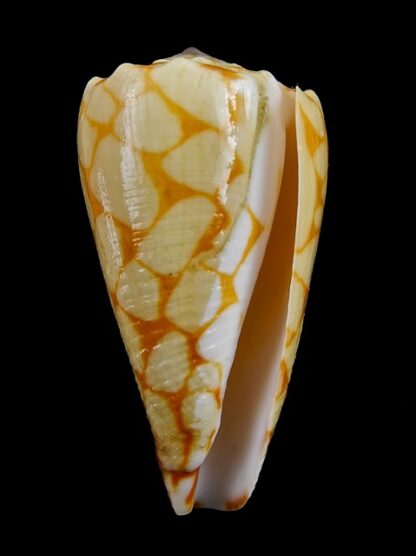 Conus marmoreus f. orange 42,6 mm F+++ W/ Perio-9379