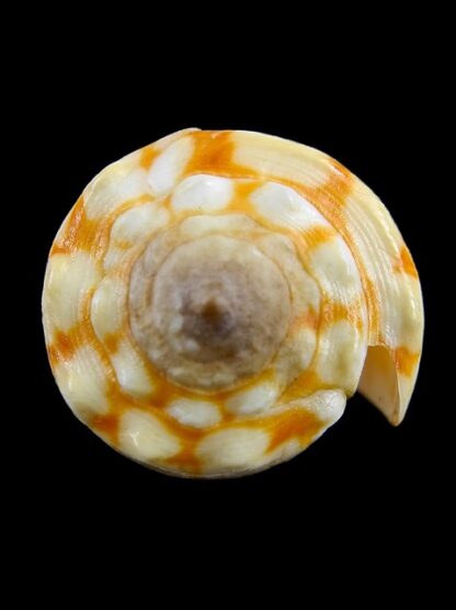 Conus marmoreus f. orange 42,6 mm F+++ W/ Perio-9378