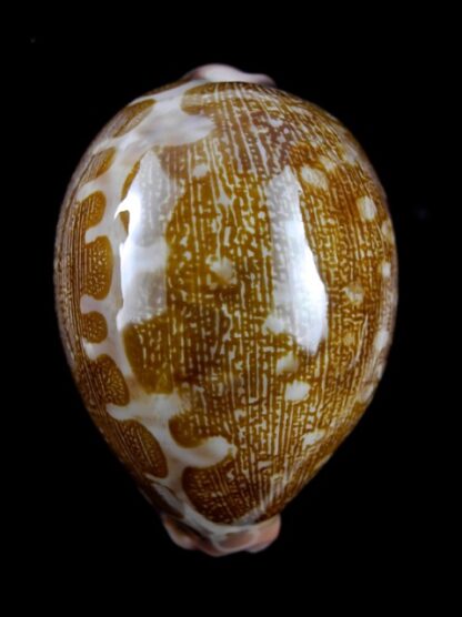 Leporicypraea mappa viridis guamensis 67,1 mm Gem-9333