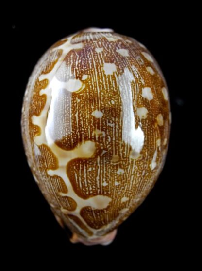 Cypraea mappa viridis guamensis 67,6 mm Gem-9356