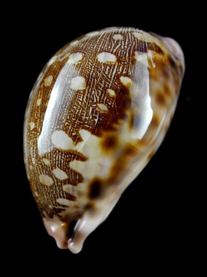 Cypraea mappa viridis guamensis 67,6 mm Gem-9354