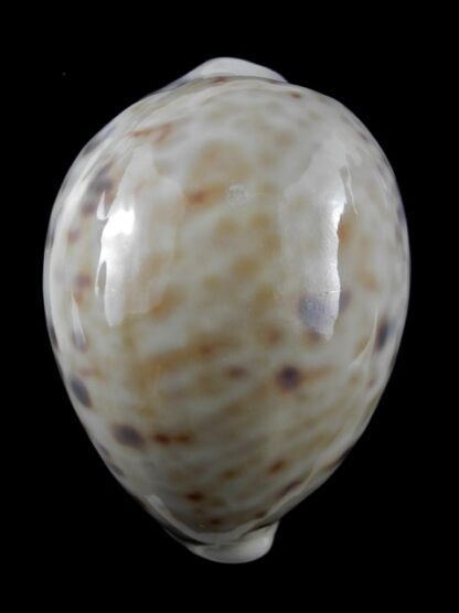 Cypraea tigris f. pardalis 79,3 mm Gem-9368