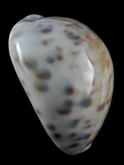 Cypraea tigris f. pardalis 79,3 mm Gem-9371