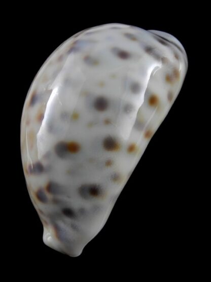 Cypraea tigris f. pardalis 79,3 mm Gem-9367