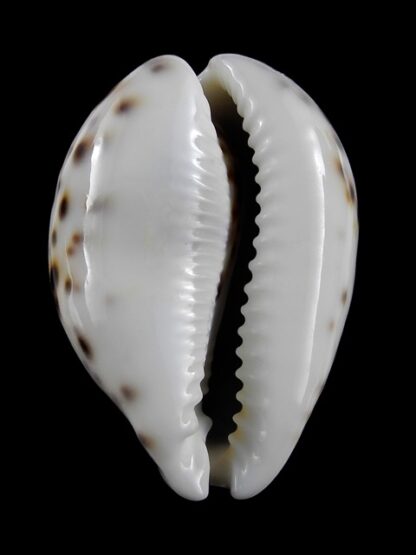 Cypraea tigris " dwarf " 57,9 mm Gem-9364