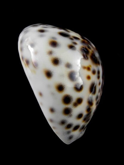 Cypraea tigris " dwarf " 57,9 mm Gem-9362