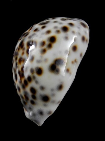 Cypraea tigris " dwarf " 57,9 mm Gem-9366