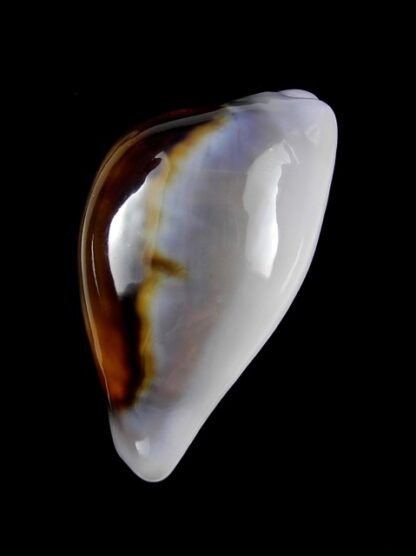 Cypraea spadicea 49,2 mm Gem-9358