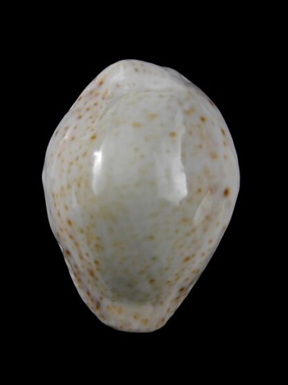 Cypraea turdus f. nivea 36,5 mm Gem-9476