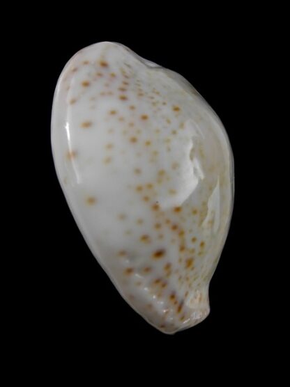 Cypraea turdus f. nivea 36,5 mm Gem-9475