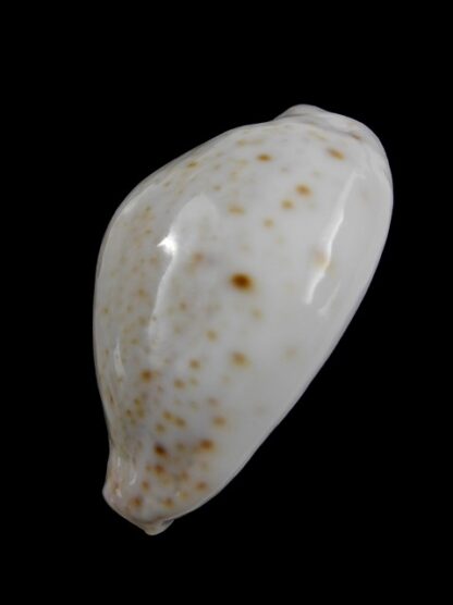 Cypraea turdus f. nivea 36,5 mm Gem-9477