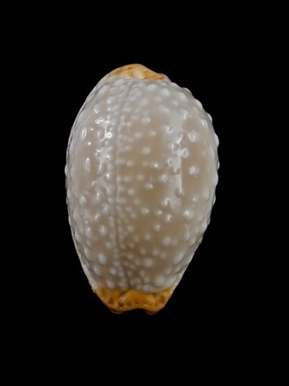 Cypraea limacina facifer 27,6 mm GEM-9440
