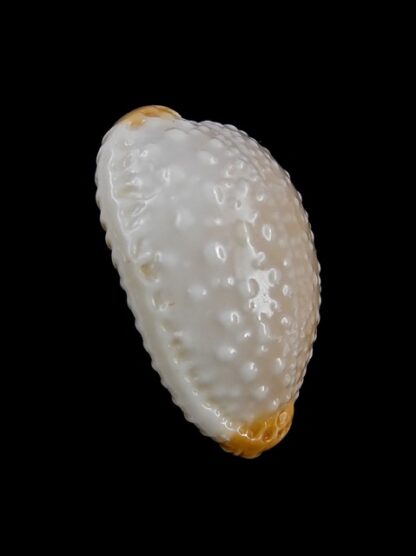Cypraea limacina facifer 27,6 mm GEM-9437