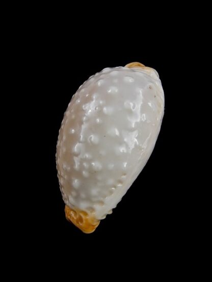 Cypraea limacina facifer 27,6 mm GEM-9438